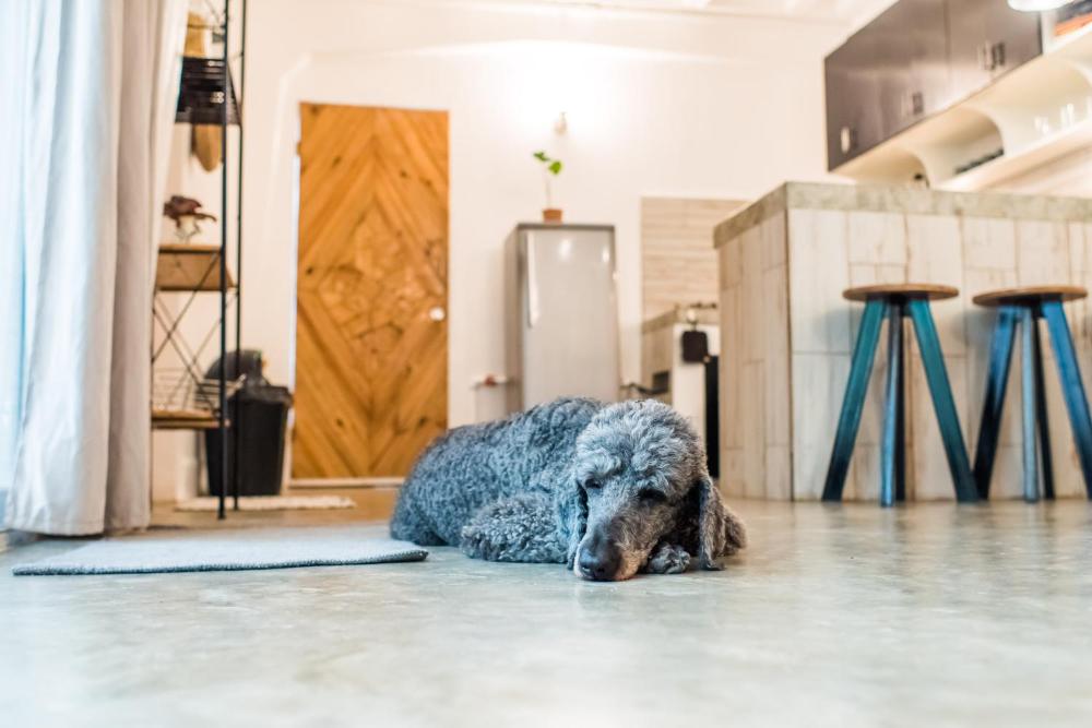 SAYA Nest Self-Service Home in Rainforest Nest with Kitchen - Monkeys, Bats, Pet Friendly with a Fee